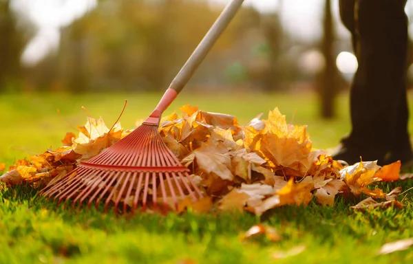 The Tree Guy Services LLC Your Go To Team for Expert Tree Maintenance