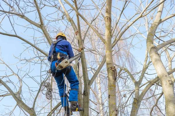 Trusted Springfield Tree Services Near You